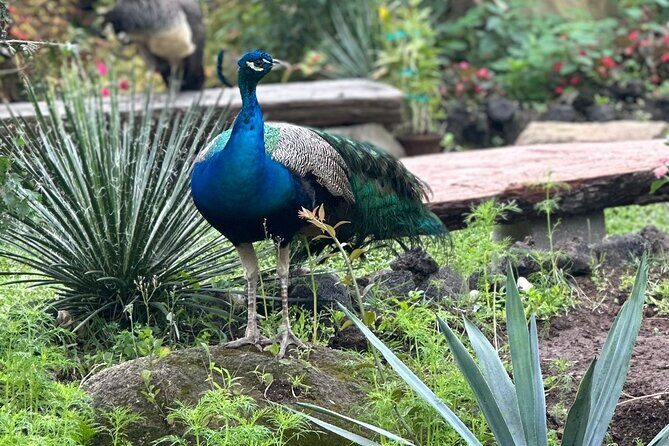 1/2 Day Puerto Vallarta Botanical Garden tour - A Half-Day Plan That Feels Like More Than Just a Garden
