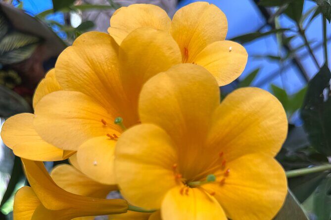 1/2 Day Puerto Vallarta Botanical Garden tour - Hot Houses and Vanilla: What to Expect From the Garden Walk