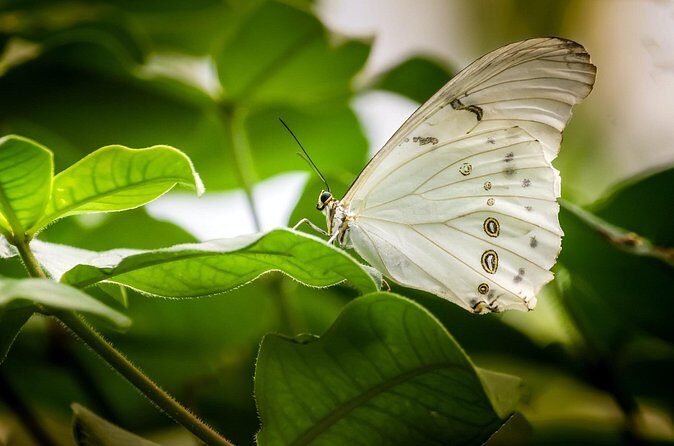 Butterfly Sanctuary, Museum & Lunch with Transport - Price and timing: is $119 worth a 3-hour day?