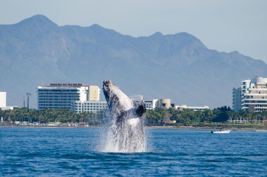 From Puerto Vallarta/Nuevo Vallarta: Whale Watching Cruise - Key things to love about this whale watching cruise
