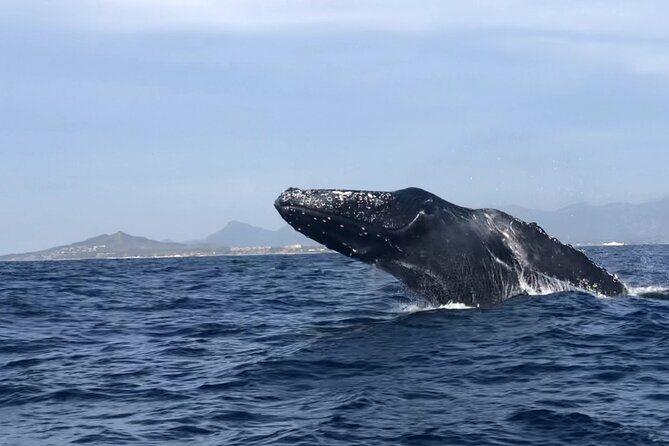 Humpback Whale Watching • Private Tour • Punta Mita - Punta Mita Private Boat: Why This Whale Trip Feels Personal
