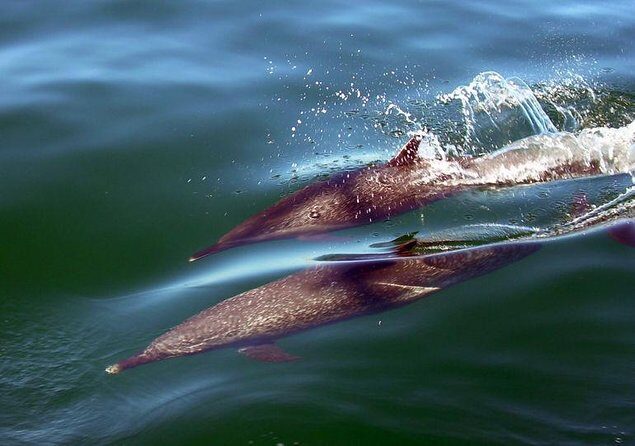Mega Yacht ALL INCLUSIVE Yelapa Waterfall & Snorkeling Adventure - All-inclusive food and drinks: Why this price feels fair
