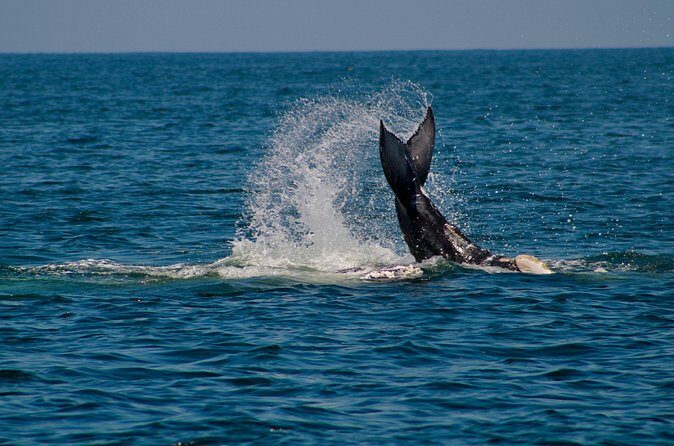 Private Whale Watching Sailing Tour - Boat Comfort Wins: Water, Washrooms, and Food That Isn’t an Afterthought