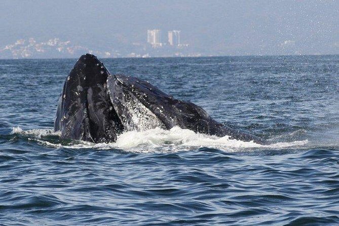 Private Whale Watching Tour in Puerto Vallarta - Price and value: $760 per group up to 8 (what you’re really paying for)