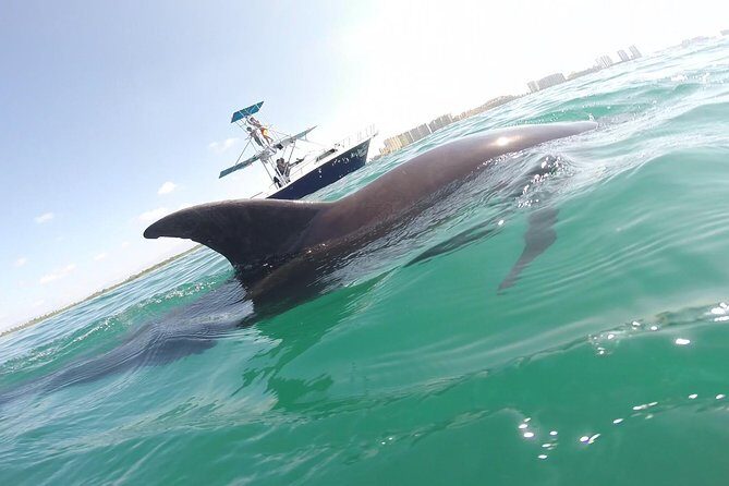 Private Wild Dolphin Encounter in Puerto Vallarta - Getting Started at Marina Vallarta (You’ll Want To Arrive Early)