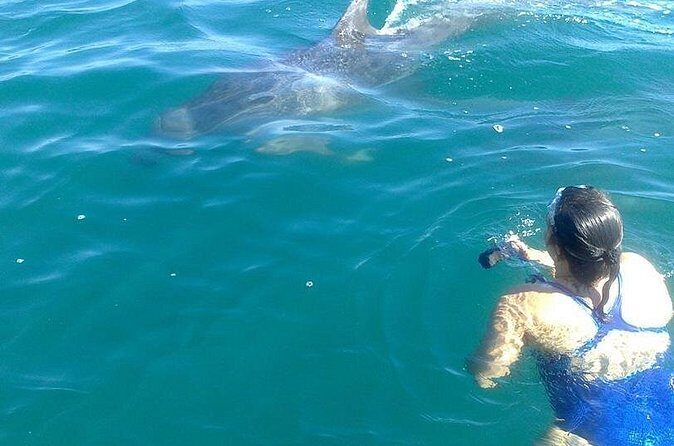 Private Wild Dolphin Encounter in Puerto Vallarta - A Quick Reality Check on Photos, Souvenirs, and Memories