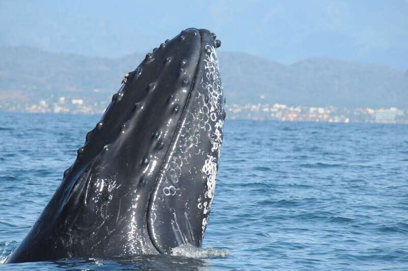 Puerto Vallarta: Humpback Whale Research Adventure Tour - Key moments that make this whale tour worth your time
