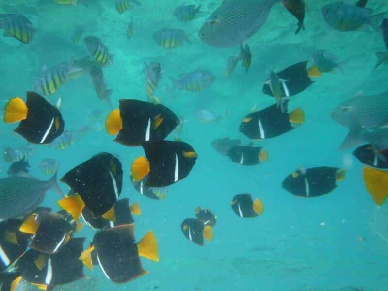 Puerto Vallarta: Los Arcos Snorkel & Beach Private Boat Tour - Key moments to know before you go