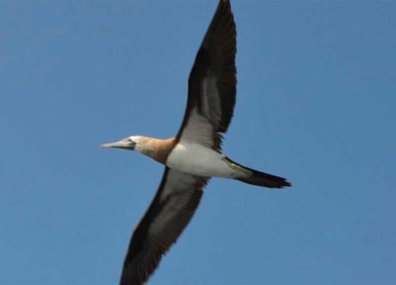 Puerto Vallarta: Marietas Island, Breakfast, Lunch, Open Bar - Should You Book the Puerto Vallarta: Marietas Island Tour?