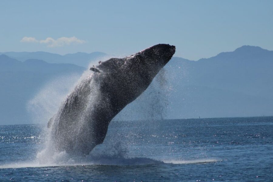 Puerto Vallarta: Mega Yacht Whale Watching Sunset Cruise - Key things to know before you go