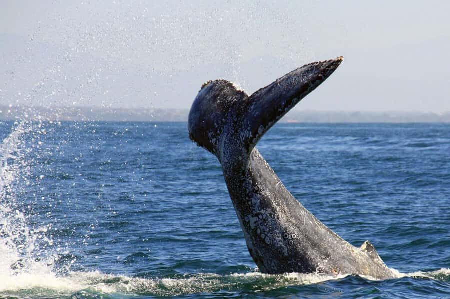 Puerto Vallarta: Whale & Dolphin Watching with Hydrophone - Responsible wildlife watching: the rules behind the scenes