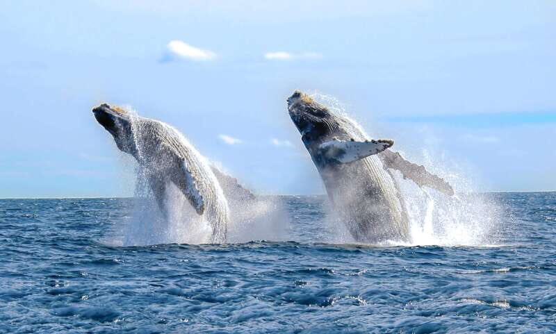 Puerto Vallarta: Whale Watching Photo Safari - Key things you’ll notice on this whale watching photo safari