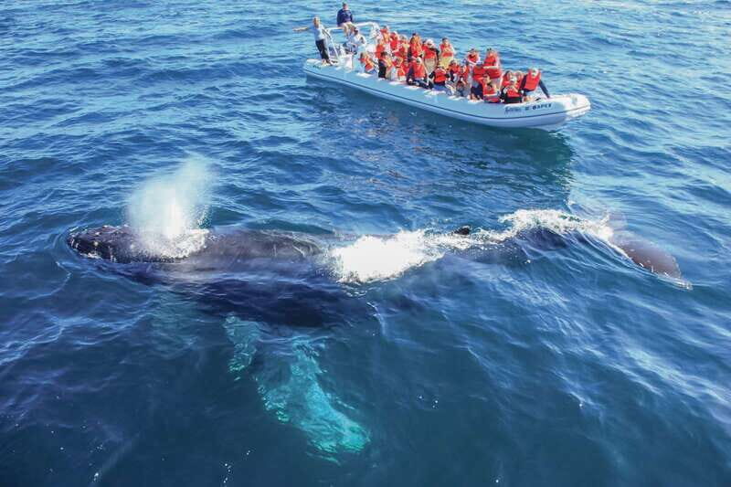 Puerto Vallarta: Whale Watching Photo Safari - The main event: humpbacks in Bahía de Banderas for breeding season