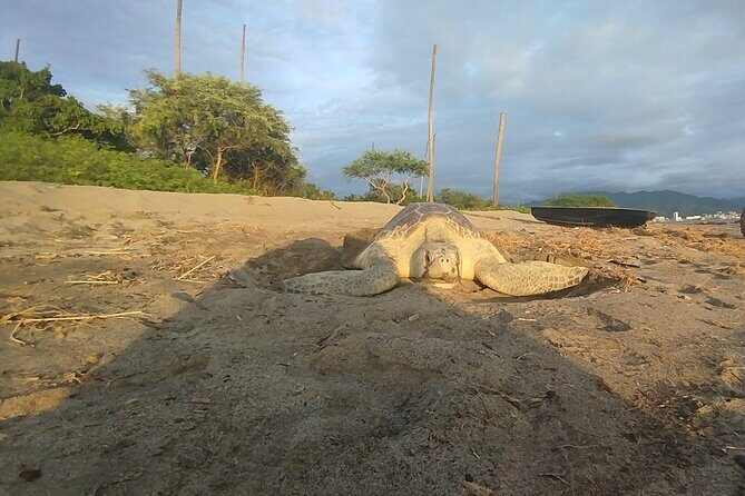 Sea Turtle Conservation Release Puerto Vallarta - Why a Sea Turtle Release Feels Different in Puerto Vallarta