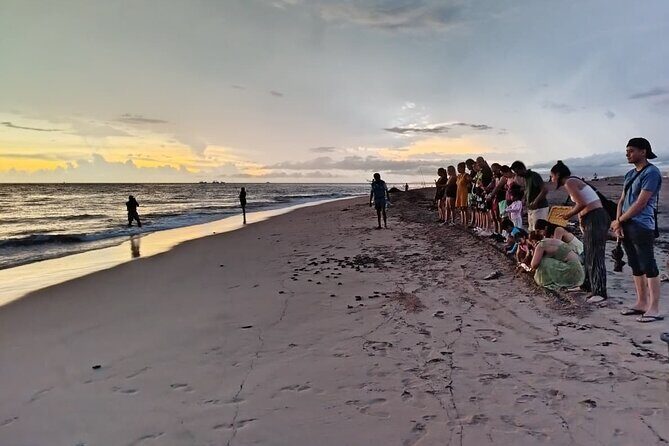 Sea Turtle Conservation Release Puerto Vallarta - Practical Tips to Get the Most Out of the Evening
