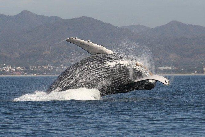 Small-Group Half-Day Whale-Watching Tour in Puerto Vallarta - Key points to know before you go
