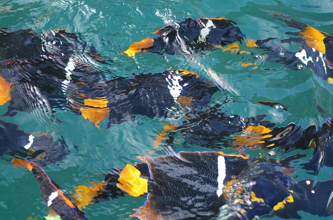 Small Group Snorkeling in Los Arcos, Puerto Vallarta - Stop 2 in Mismaloya: flexibility instead of a rushed second act