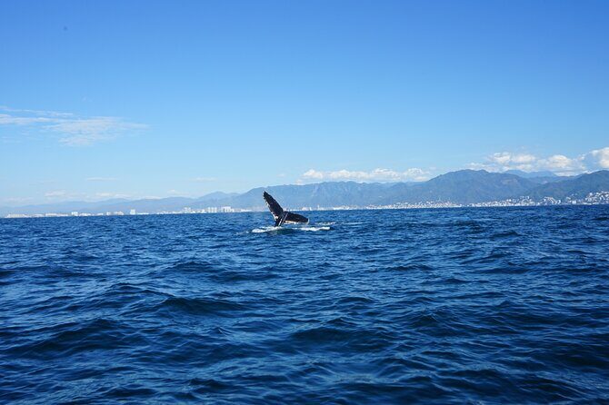 Whale watching 3 hours in Puerto Vallarta - Boat setup: roof, padded benches, and why it matters