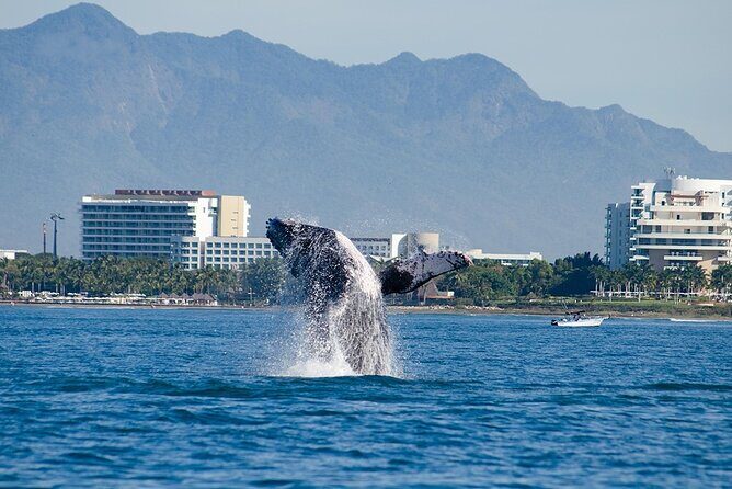 Whale Watching Adventure In Puerto Vallarta - The Crew and Bilingual Guidance: More Than Just Spotting