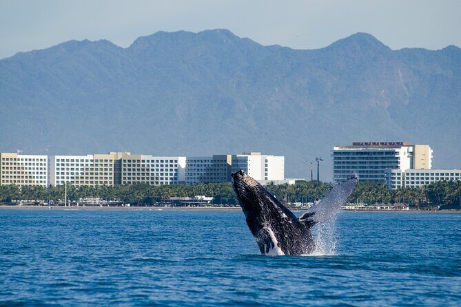 Whale Watching Cruise In Puerto Vallarta & Nuevo Vallarta - How the crew makes (and breaks) the experience