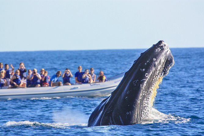 Whale Watching Experience - Why the speedboat matters for humpbacks in Banderas Bay