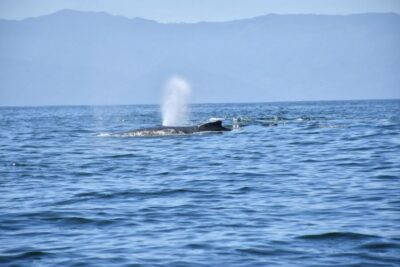 Whale Watching Guaranteed Experience in Puerto Vallarta - What You Need to Know Before You Go (Price, Timing, and Group Size)