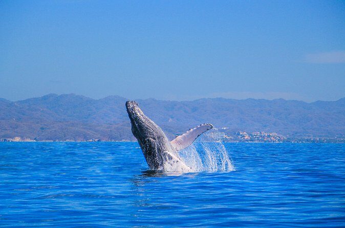 Whale Watching in Puerto Vallarta! - Should You Book This Puerto Vallarta Whale Watching Tour?